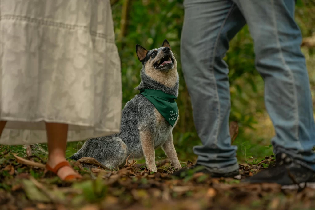 Animais-e-a-Importância-de-Domestica-los